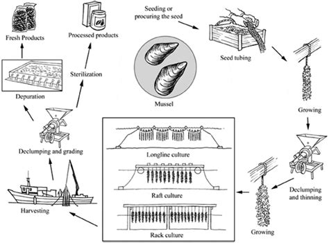 mussel farming methods|(PDF) Reengineering mussel farming production .